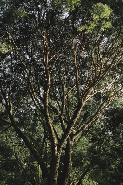 色の風景写真 木や自然 — ストック写真