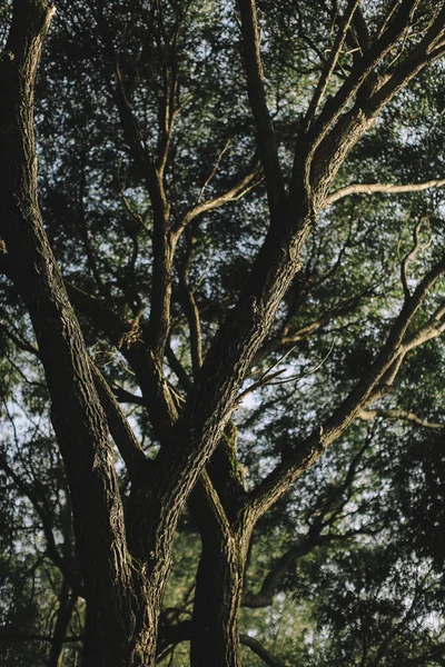 Kleur Landschap Fotografie Herfst Bomen Natuur — Stockfoto