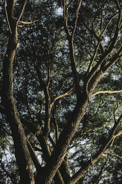 Kleur Landschap Fotografie Herfst Bomen Natuur — Stockfoto