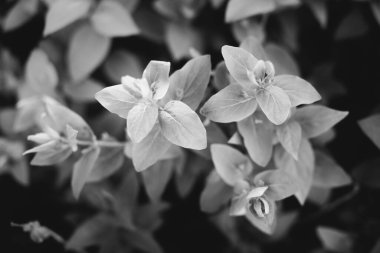 Bitkiler, bitki yaprakları, monokromdan doğal arkaplan