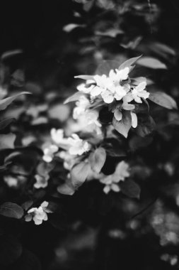 Bitkiler, bitki yaprakları, monokromdan doğal arkaplan