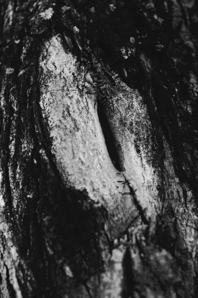 Естественный Фон Растений Листья Растений Монохромный — стоковое фото