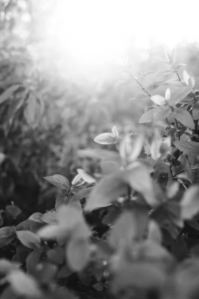 Natuurlijke Achtergrond Van Planten Bladeren Van Planten Monochroom — Stockfoto