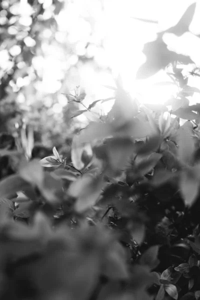 Natuurlijke Achtergrond Van Planten Bladeren Van Planten Monochroom — Stockfoto