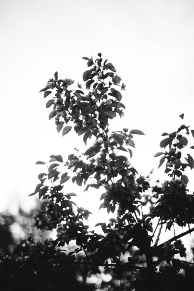 Natuurlijke Achtergrond Van Planten Bladeren Van Planten Monochroom — Stockfoto