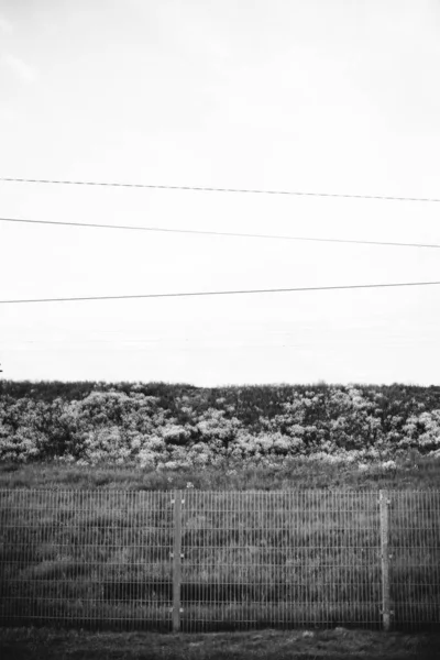 植物の葉 モノクロームからの自然な背景 — ストック写真