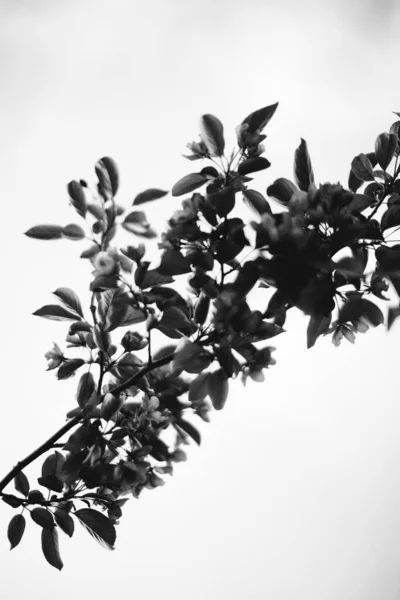 Natural Background Plants Plant Leaves Monochrome — Stock Photo, Image