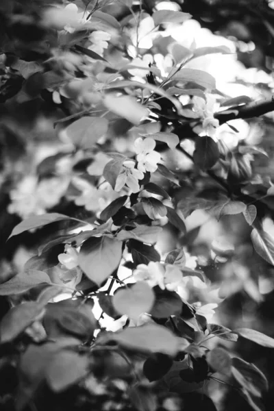 植物叶 单色植物的天然背景 — 图库照片