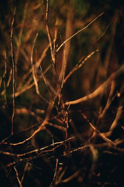 Sihirli orman, kökler ve dallar, renkli fotoğraf