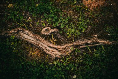 Sihirli orman, kökler ve dallar, renkli fotoğraf
