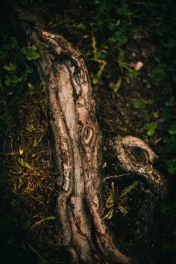 Sihirli orman, kökler ve dallar, renkli fotoğraf