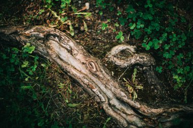 Sihirli orman, kökler ve dallar, renkli fotoğraf