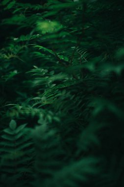 Koyu yeşil yapraklar, yeşil yapraklar arka plan, soyut doğal arkaplan