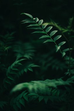 Koyu yeşil yapraklar, yeşil yapraklar arka plan, soyut doğal arkaplan