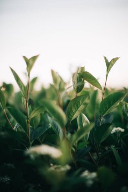 Koyu yeşil yapraklar, yeşil yapraklar arka plan, soyut doğal arkaplan