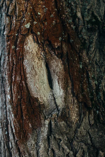 Μαγικό Δάσος Ρίζες Και Κλαδιά Έγχρωμη Φωτογραφία — Φωτογραφία Αρχείου