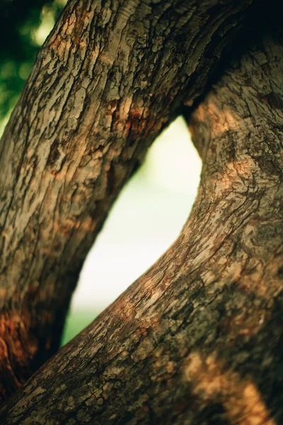 Sihirli Orman Kökler Dallar Renkli Fotoğraf — Stok fotoğraf