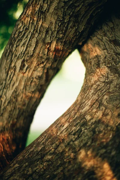 Magic Forest Roots Branches Color Photo — Stock Photo, Image