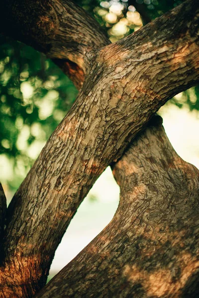 Kouzelný Les Kořeny Větve Barevná Fotografie — Stock fotografie