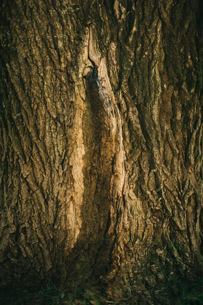 Kouzelný Les Kořeny Větve Barevná Fotografie — Stock fotografie