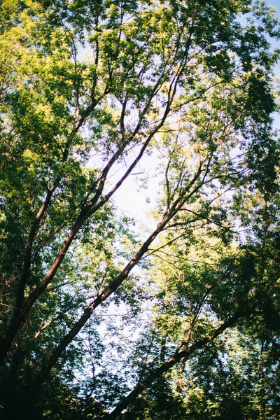 Floresta Mágica Raízes Ramos Foto Cor — Fotografia de Stock