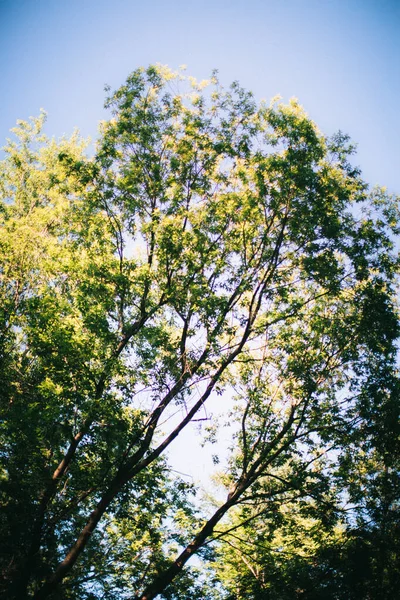 Sihirli Orman Kökler Dallar Renkli Fotoğraf — Stok fotoğraf
