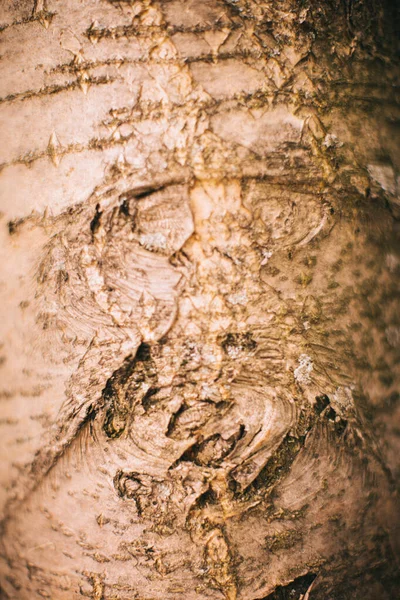 Чарівний Ліс Коріння Гілки Кольорове Фото — стокове фото