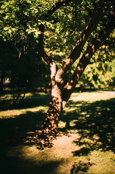 魔法の森根枝色の写真 — ストック写真