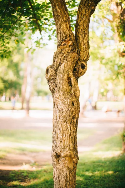 Magische Bos Wortels Takken Kleur Foto — Stockfoto