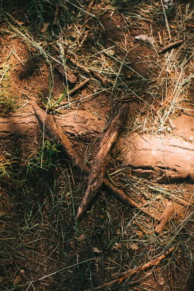 Kouzelný Les Kořeny Větve Barevná Fotografie — Stock fotografie