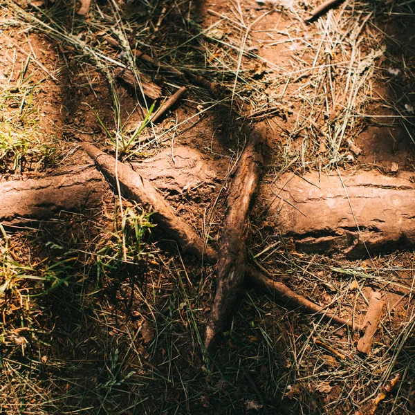 Волшебный Лес Корни Ветви Цветное Фото — стоковое фото