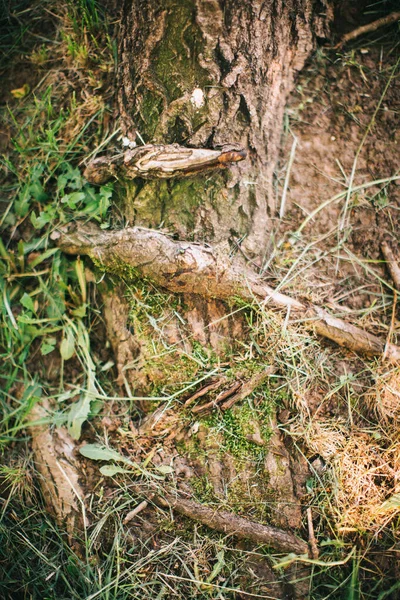 Волшебный Лес Корни Ветви Цветное Фото — стоковое фото