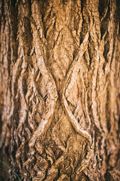 Чарівний Ліс Коріння Гілки Кольорове Фото — стокове фото