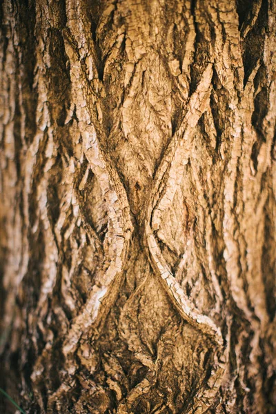 Forêt Magique Racines Branches Photo Couleur — Photo