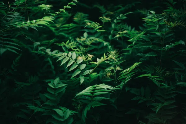 濃い緑の葉 緑の葉の背景 抽象的な自然背景 — ストック写真