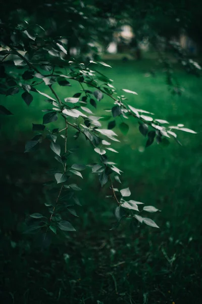 Tmavě Zelené Listy Zelené Listy Pozadí Abstraktní Přírodní Pozadí — Stock fotografie