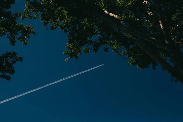 Donkergroene Bladeren Groene Bladeren Achtergrond Abstracte Natuurlijke Achtergrond — Stockfoto