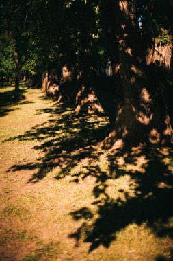 Koyu yeşil yapraklar, yeşil yapraklar arka plan, soyut doğal arkaplan