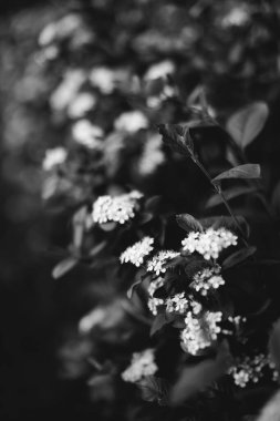 Bitkilerin doğal arka planı, monokrom