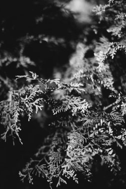 Bitkilerin doğal arka planı, monokrom