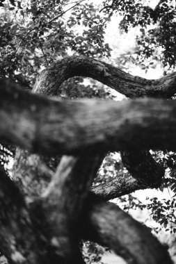 Sihirli orman, kökler ve dallar, siyah ve beyaz fotoğraf