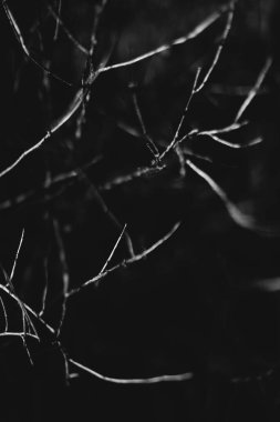 Sihirli orman, kökler ve dallar, siyah ve beyaz fotoğraf