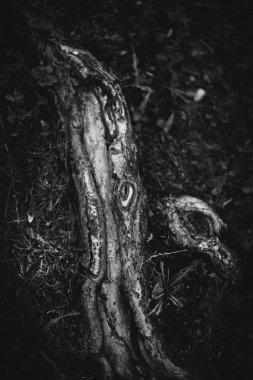 Sihirli orman, kökler ve dallar, siyah ve beyaz fotoğraf