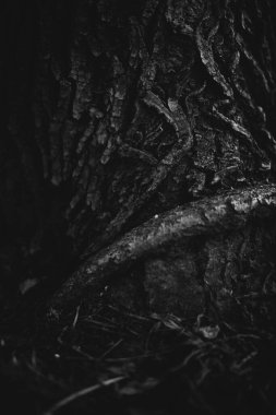 Sihirli orman, kökler ve dallar, siyah ve beyaz fotoğraf