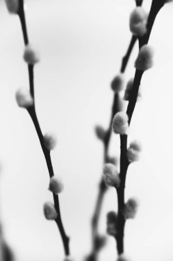 herbarium, pussies, bouquet of flowers on white background
