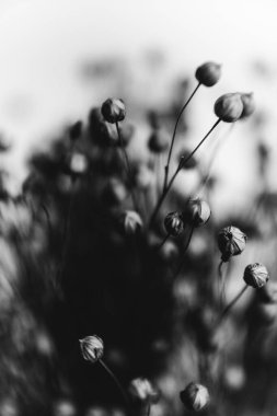 herbarium, pussies, bouquet of flowers on white background