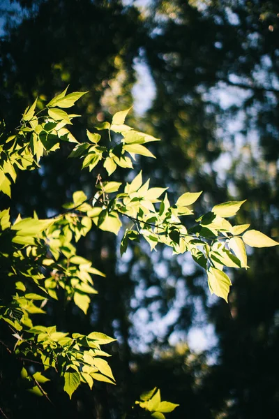濃い緑の葉 緑の葉の背景 抽象的な自然背景 — ストック写真