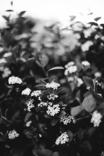 Natuurlijke Achtergrond Van Planten Monochroom — Stockfoto