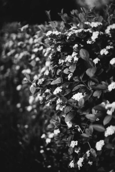 Natuurlijke Achtergrond Van Planten Monochroom — Stockfoto