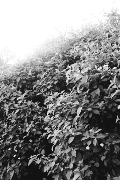 Fondo Natural Las Plantas Monocromo —  Fotos de Stock